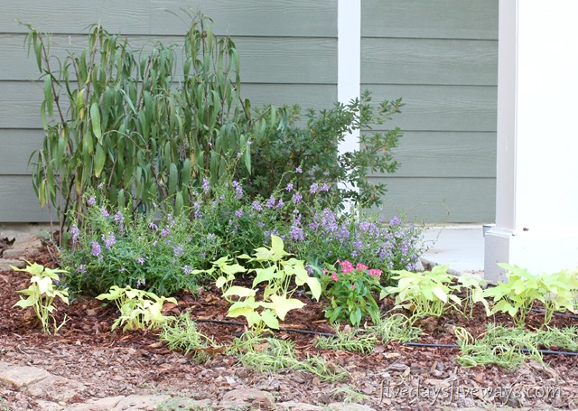 [newflowerbeds54.jpg]