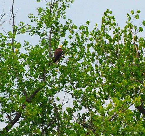 18. bald eagle-kab