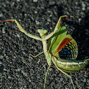 Iris Mantis