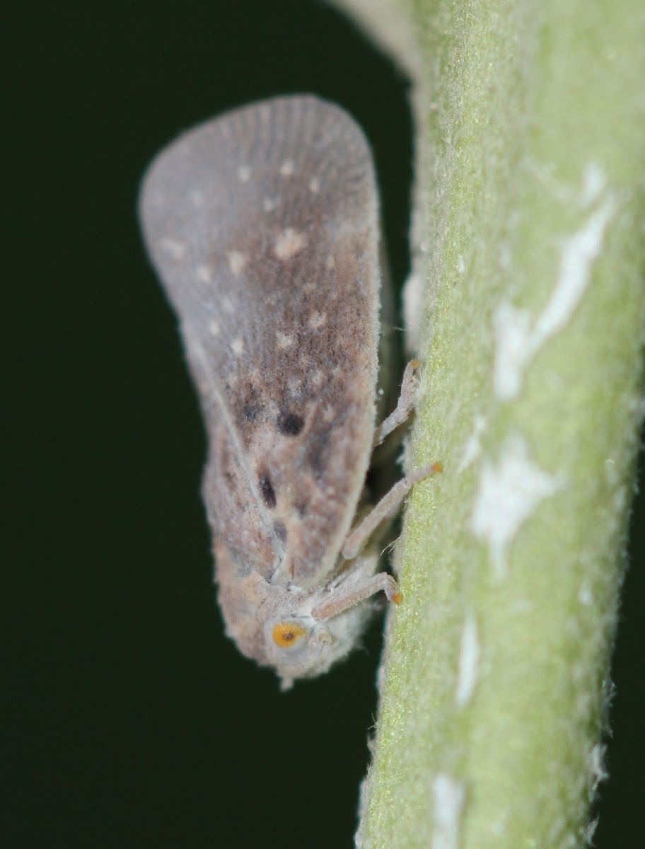 Citrus Flatid Planthopper