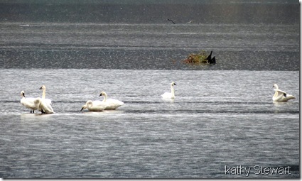 Tundra Swans in the rain