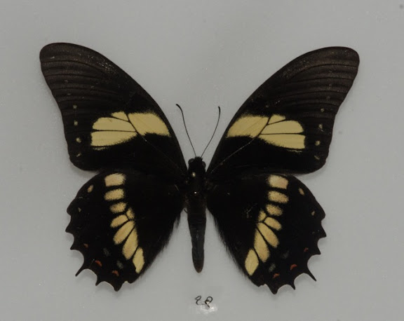 Des Yungas au Beni - Papilio (Pterourus) menatius lenaeus DOUBLEDAY, 1846. Rio Quiquibey (Beni, Bolivie), 28 octobre 2012. Photo : C. Basset