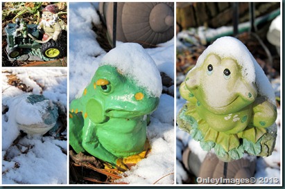 snow frogs