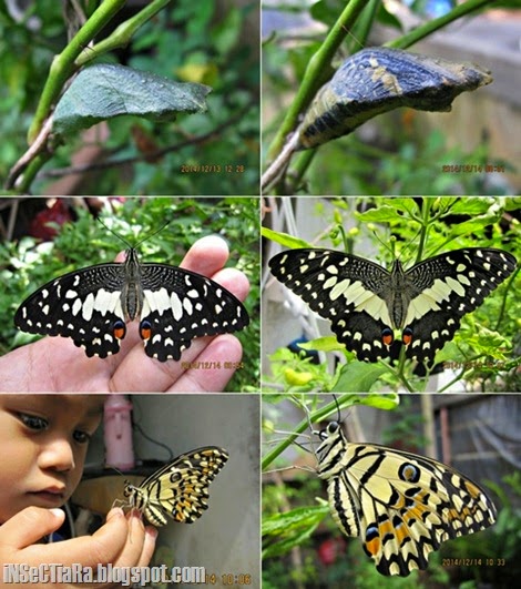 kupu-kupu Lime butterfly (Papilio demoleus) yang baru menetas