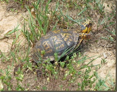 turtle at North Carolina Arboretum