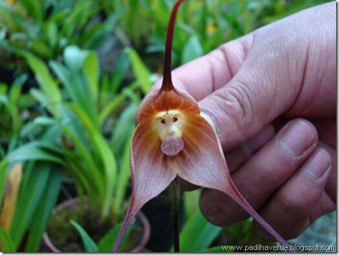 Monkey Orchids (6)