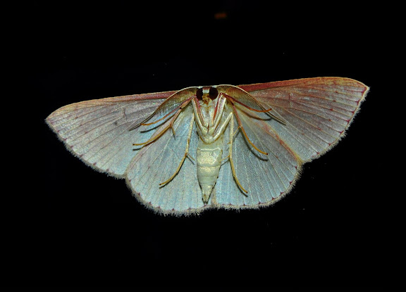 Geometridae : Larentiinae : Asthenini : Poecilasthena anthodes MEYRICK, 1891, verso. Umina Beach (New South Wales, Australie), 30 mars 2011. Photo : Barbara Kedzierski