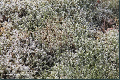 6-Woolly Fringe-moss (Racomitrium lanuginosum)