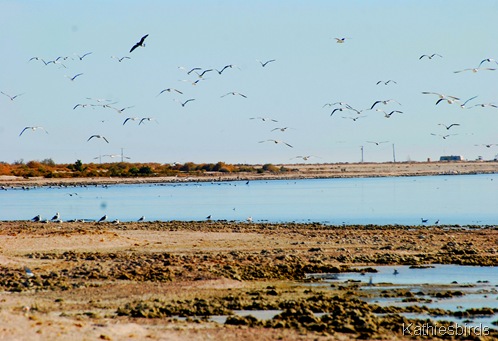 6. birds at the sea-kab
