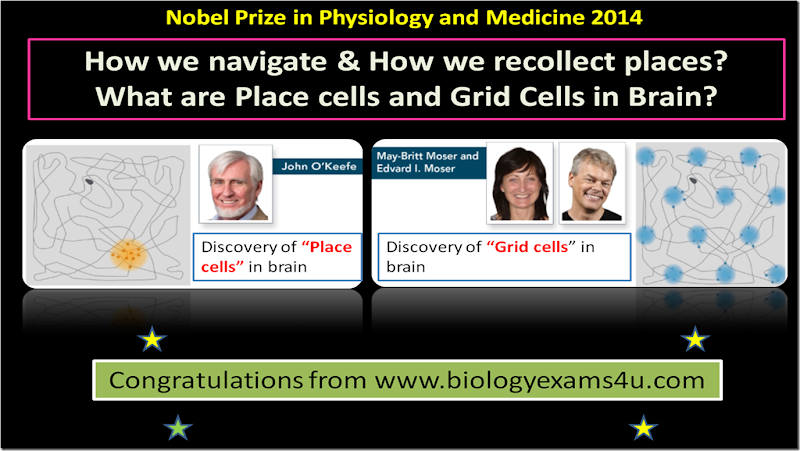 Nobel prize 2014 winners in Physiology and Medicine