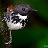 Spotted Antbird