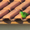 Periquitão-Maracanã or White-eyed Parakeet or White-eyed Conure