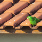 Periquitão-Maracanã or White-eyed Parakeet or White-eyed Conure