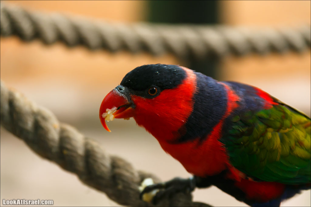 Ган Гуру - парк с кенгуру и другими австралийскими животными | Gan Guru | גן גורו | LookAtIsrael.com - Фото путешествия по Израилю
