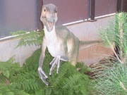 2008.09.05-010 Variraptor