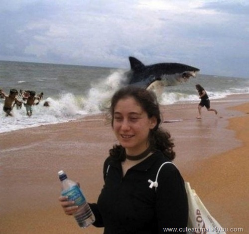 50_Funniest_Animal_Photobombs_Of_All_Time_21
