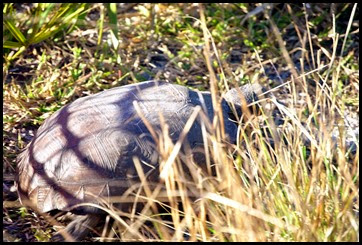03e2 - Eagle Walk - Gopher Tortoise