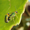 galerucine leaf beetle
