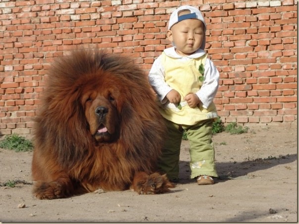Dogue du Tibet ou Mastiff Tibétain 3