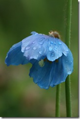 Meconopsis blue