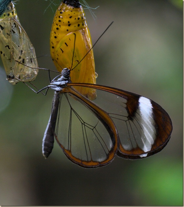 Greta oto un papillon transparent (2)
