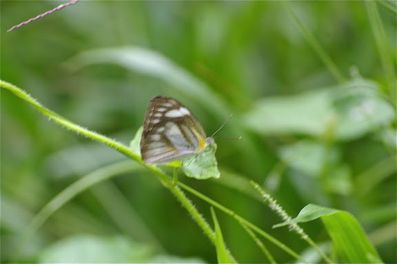 Appias olferna SWINHOE, 1890, femelle. Gomantong, 14 août 2011. Photo : J.-M. Gayman