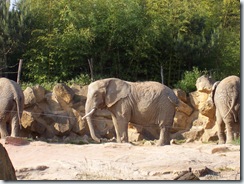 2005.05.18-029 éléphants