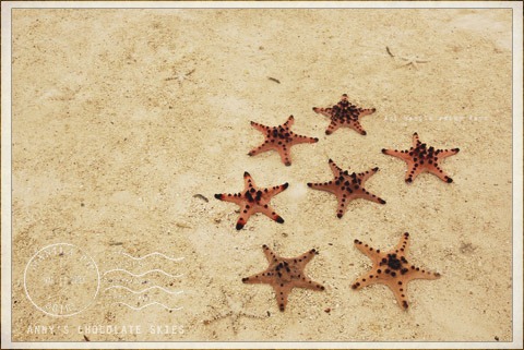 starfish photo op