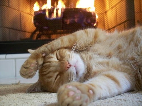 [Fireplace_Cat_by_KuramaTheSpiritFox%255B4%255D.jpg]