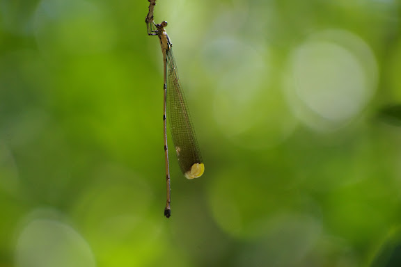 Mecistogaster linearis (FABRICIUS, 1776). Sentier des Gros Arbres, Saül, 15 novembre 2012. Photo : J.-M. Gayman