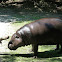 Pygmy hippopotamus