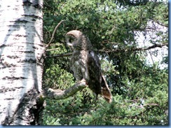 2238 Manitoba Lake Audy Rd East Riding Mountain National Park - Great Gray Owl