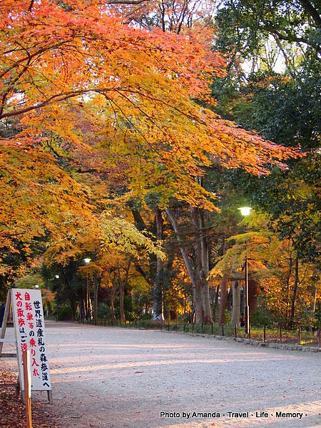 京 紅葉 晚秋的下鴨神社 Amanda S Travel Magazine