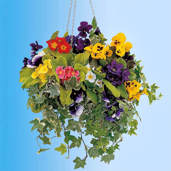 8797674864670 Hanging Flower Baskets