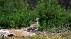 Matagorda Birding Center Eurasian collared dove