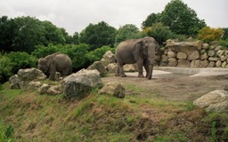2002.06.10-153.06 éléphants