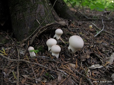 puffballs tree base closer