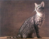 egyptian-mau-cat-facts[3]