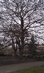Fagus sylvatica - Beech Tree Ruskin Park
