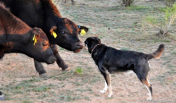 [DSC_0011-001_thumb%255B1%255D%255B3%255D.jpg]