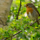 European Robin