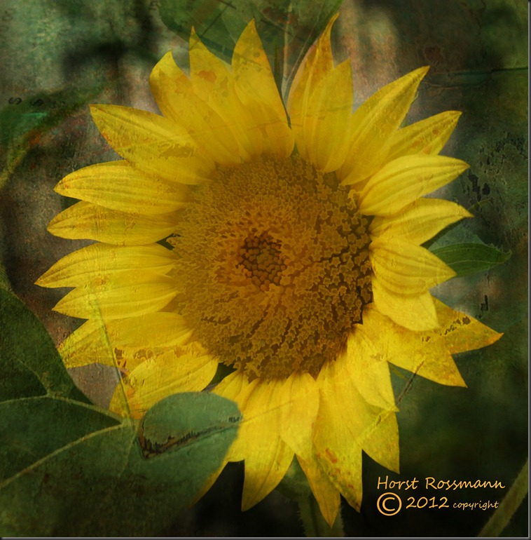 Sunny Sunflower w Texture copy