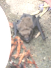bat blurry4