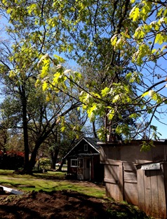 oaks leafing out at the cottage and potatoes in the dirt p8ile