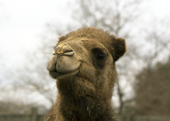 Camel Exotic Game Park Spring 2
