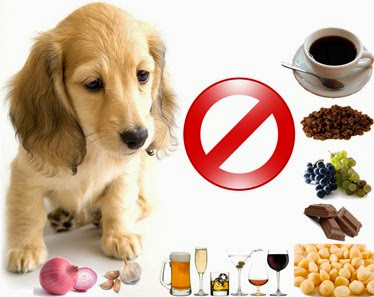 Alimentos-que-fazem-mal-para-cães
