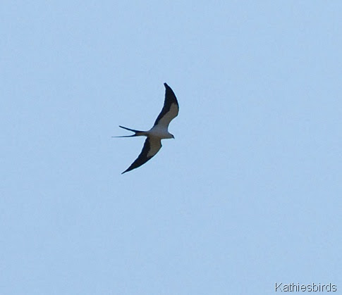 7. swallowtail kite-kab