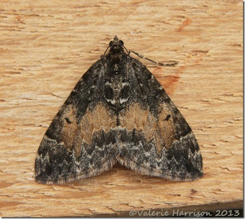common-marbled-carpet