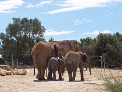 2005.08.28-017 éléphants