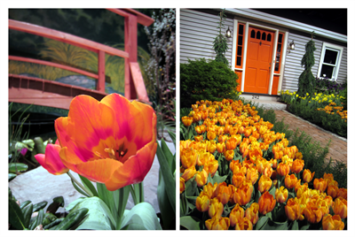 Boston Flower & Garden Show Tulips